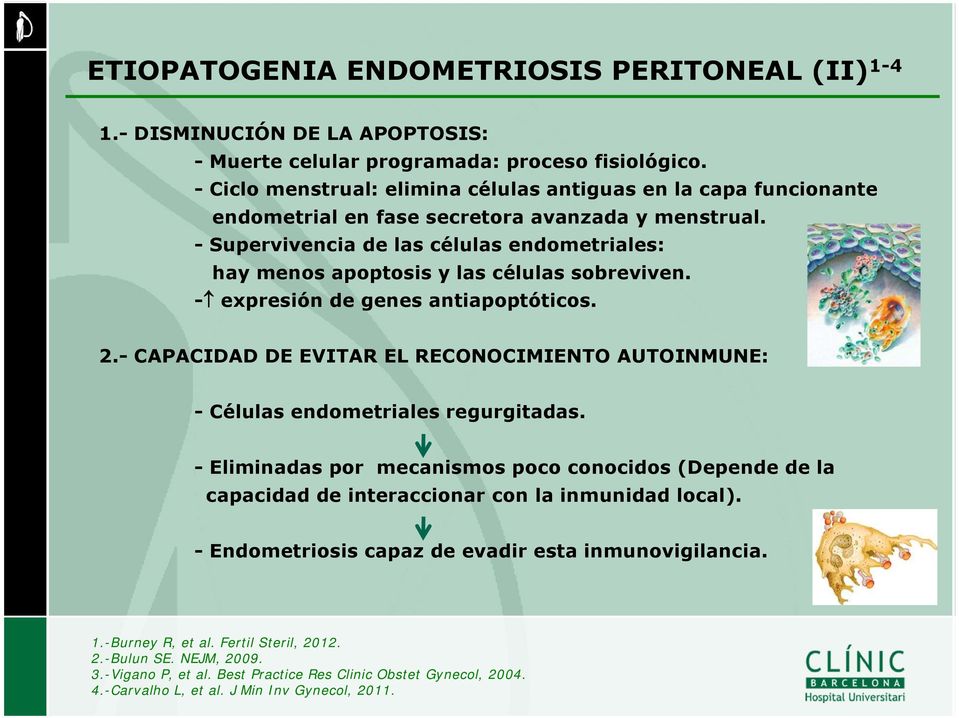 - Supervivencia de las células endometriales: hay menos apoptosis y las células sobreviven. - expresión de genes antiapoptóticos. 2.