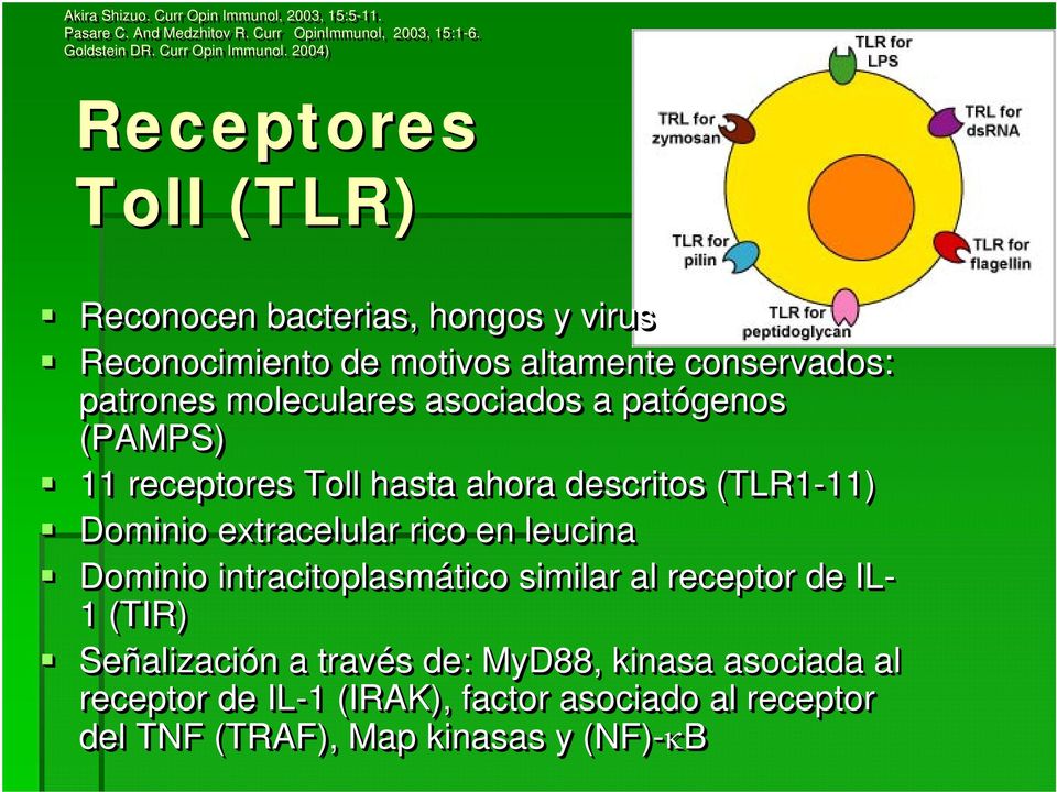 2004) Receptores Toll (TLR) Reconocen bacterias, hongos y virus Reconocimiento de motivos altamente conservados: patrones moleculares asociados a