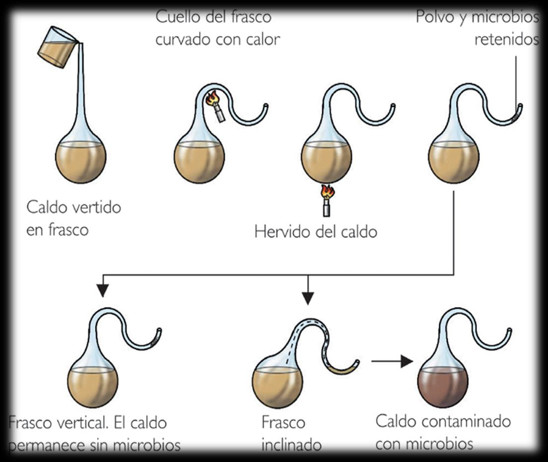 PRUEBAS EN CONTRA DELA GENERACIÓN ESPONTÁNEA Experimentos de Pasteur La forma de cuello de cisne en algunos de los frascos permitía que entrara el aire.