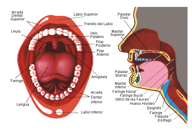 1.3. CAVIDAD ORAL Imagen 7 La cavidad oral es la primera porción del tubo digestivo. Interviene en la masticación, la deglución, la articulación y resonancia del habla y en la mímica.