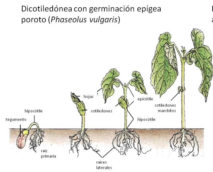 Desarrollo en las plantas Desarrollo vegetativo: crecimiento en tamaño, aumento del número de órganos vegetativos: raíces, ramas,