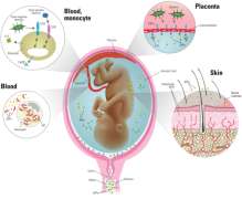 Vías de transmisión de las infecciones verticales 1 2 3 Durante el embarazo, la transmisión de estas infecciones puede ocurrir principalmente por vía transplacentaria y mucho menos frecuente por vía