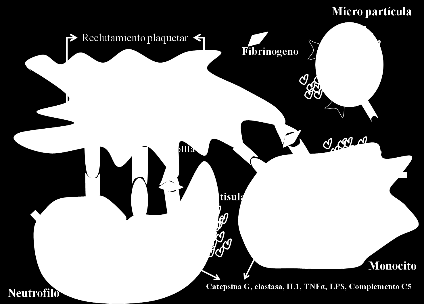 INTRODUCCION Figura 2 Mecanismos que promueven la interacción de plaquetas, neutrófilos y monocitos y la producción de sustancias protrombóticas.