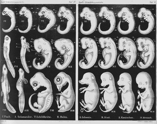 5) EMBRIOLOGÍA Haeckel (1866) enunció su famosa ley biogenética fundamental: "la Ontogenia, es decir, el
