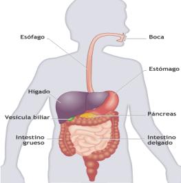 CIENCIAS NATURALES TEMA 2 ACCIONES QUE FAVORECEN LA SALUD (Aparato digestivo) APARATO DIGESTIVO BOCA FARINGE LARINGE
