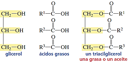 Los triglicéridos, llamados también triacilgliceroles, son compuestos que en cada uno de los tres grupos OH del glicerol forman un éster con un ácido graso.
