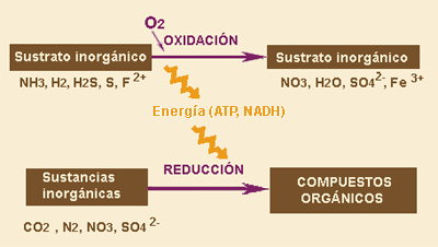Quimiosíntesis PAU 1.- Obtención de poder reductor en forma de NADPH + H + y energía en forma de ATP.