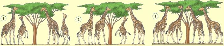 En una población de jirafas los individuos presentan variaciones: habrá unos individuos con el cuello y las patas mas largas que otros.