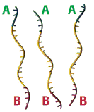 2. Construcción Librería Fragmentación Selección Tamaño Ligación Adaptadores Librería Shotgun Librería Pair-End Librería cdna gdna, RNA PCR con Fusion Primers Librería Amplicones Adaptador A (44
