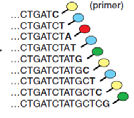 1ª Generación Secuenciación Método Sanger Fragmentación de DNA Clonaje en Vectores; Transformación Bacterias; crecimiento y aislamiento vector DNA Ciclo Secuenciación Sanger sequencing: -
