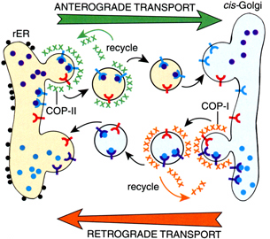 Glicosilación post-traduccional de proteínas en Aparato de Golgi y tráfico vesicular RER cis-golgi Golgi