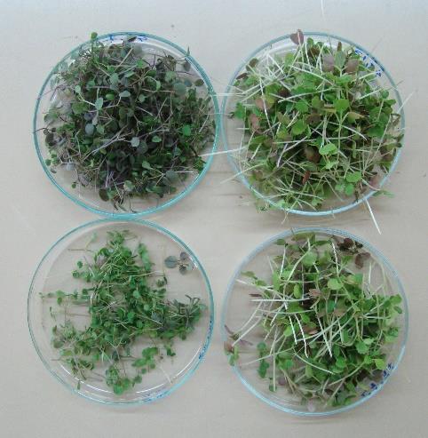 Figura 1. El experimento A: Las 3 repeticiones del experimento con plantas de berro (monocultivo), plantas de berro y mostaza (cultivo mixto) y plantas de mostaza (monocultivo).
