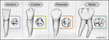 FÓRMULA DENTARIA= nº de dientes de cada tipo en media mandíbula superior