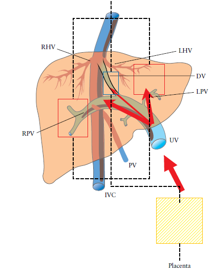 Distribución de circulación hepática En feto humano de tercer trimestre 25 % de flujo de vena umbilical se distribuye a DV El resto por vena Porta izquierda (LPV) y Seno Porta a hígado En hipoxia