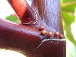 NECTARIOS EXTRAFLORALES Nectarios del Género Prunus hormigas Ricino Mutualismo fitófagos