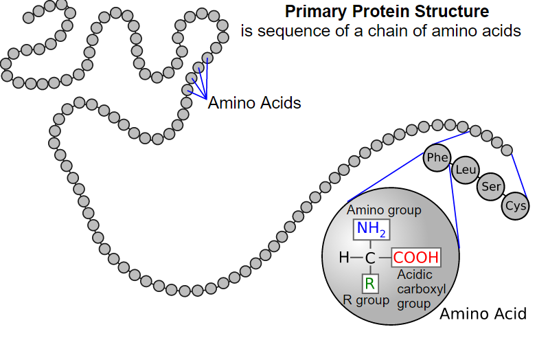 PÉPTIDOS Y PROTEÍNAS 1. NIVEL O ESTRUCTURA PRIMARIA: Determinada por la secuencia que siguen los aa de una proteína.
