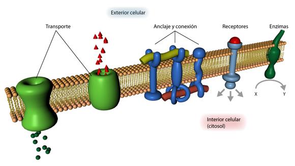 ESTRUCTURAL: Componentes de las membranas celulares y de ciertas estructuras
