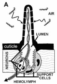 Órganos sensoriales Sistema nervioso Cutícula: Barrera aislante.