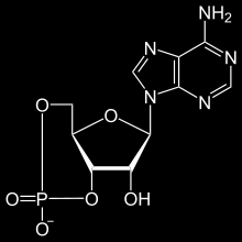 Nucleótidos no nucleicos AMP cíclico (AMPc) Nucleótido de adenina que presenta dos enlaces entre la pentosa y el grupo fosfato,