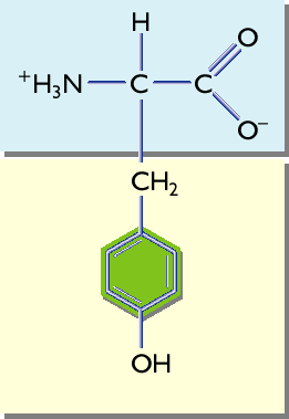 Grupo II: AMINOÁCIDOS POLARES SIN CARGA (no ionizables) Resto con cortas cadenas hidrocarbonadas.