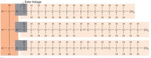Lípidos (grasas) Hidrofóbicas No se disuelven en agua 1 glicerol + 3 ácidos grasos Compuestos por C, H y O; pero no en la misma proporción