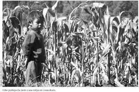 CRISIS ALIMENTARIA MÉXICO (1970) Después de una década de crecimiento dinámico el sector agrícola tuvo problemas y la cosecha de alimentos básicos se vino abajo precipitadamente.
