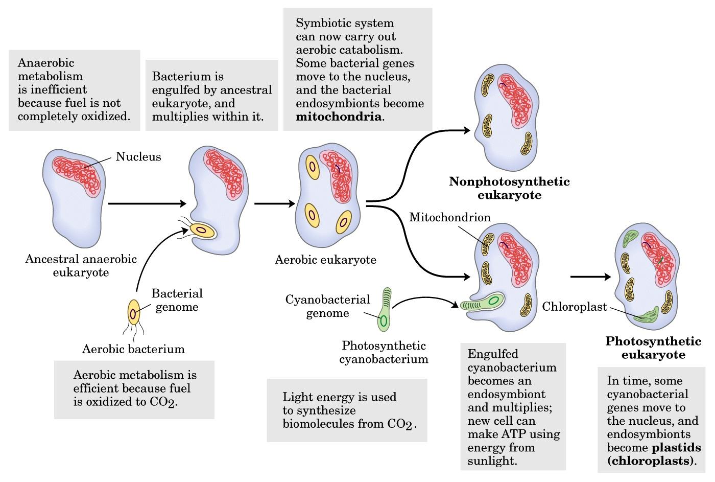 Modelos de organización celular Origen de la célula eucariótica: teoría endosimbionte Algunos genes bacterianos se insertan en el genoma del hospedador Núcleo Eucariota no fotosintético Mitocondria