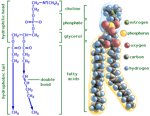 Lípidos saponificables complejos: Glicerofosfolípidos BE Los diferentes fosfolípidos se originan al formar el ortofosfórico otro enlace éster con un aminoalcohol o con un polialcohol.