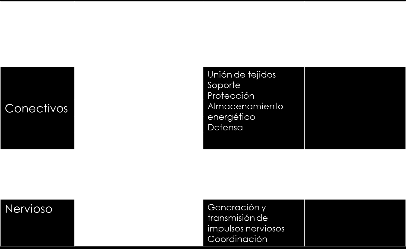II. Clasificación general de los tejidos: Nuestros tejidos se clasifican atendiendo a diferentes