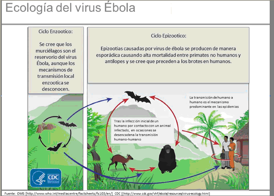 El virus es transmitido al ser humano por animales salvajes y se propaga en las poblaciones humanas por transmisión de persona a persona.