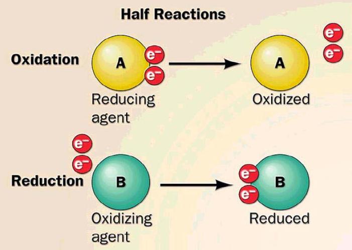 1. Oxido-reductasas (