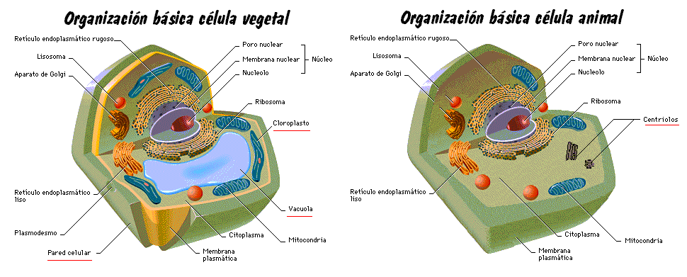 - Diferencias entre células animales y vegetales. (ver pág.