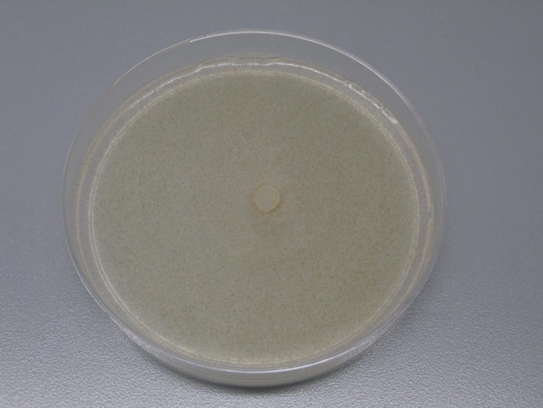 Número de cepa 38 Forma del micelio: Ambiboide Borde: Crenado Elevación: Seco Color: Café oscuro Observaciones: Crecimiento Acelerado