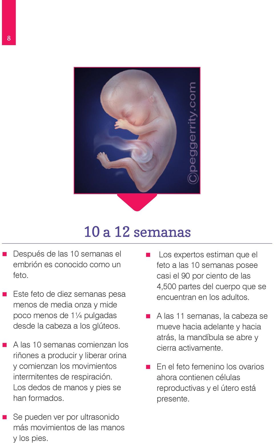 Los expertos estiman que el feto a las 10 semanas posee casi el 90 por ciento de las 4,500 partes del cuerpo que se encuentran en los adultos.