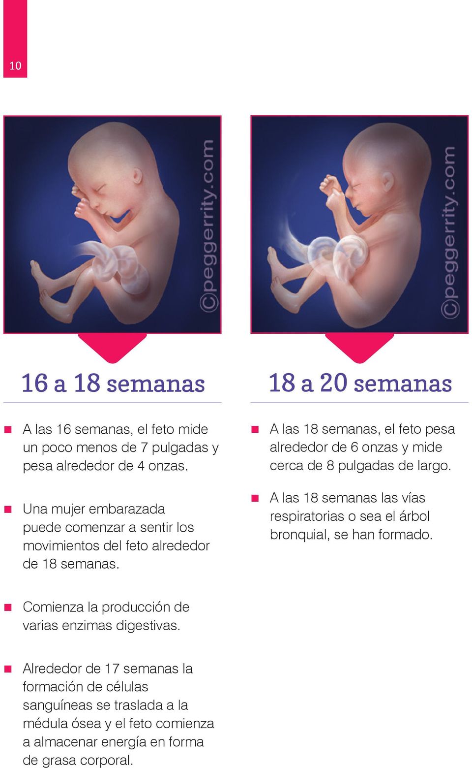 18 a 20 semanas A las 18 semanas, el feto pesa alrededor de 6 onzas y mide cerca de 8 pulgadas de largo.
