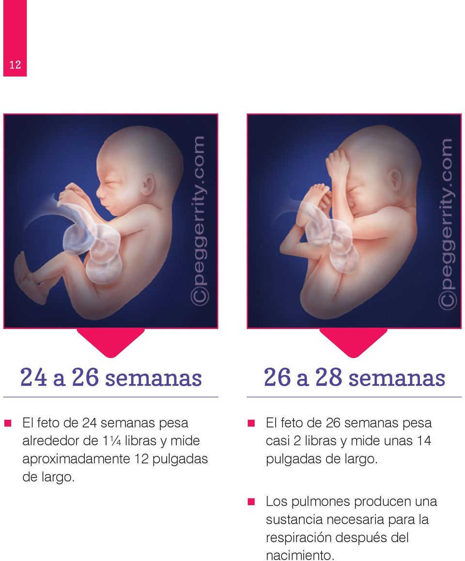 26 a 28 semanas El feto de 26 semanas pesa casi 2 libras y mide unas 14