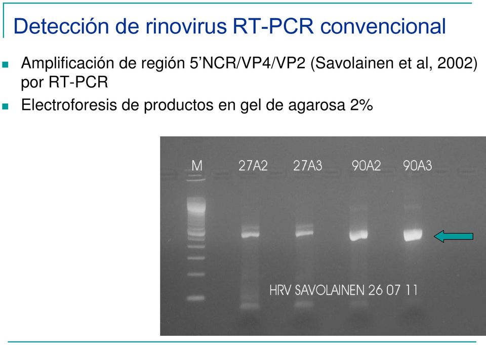 NCR/VP4/VP2 (Savolainen et al, 2002) por