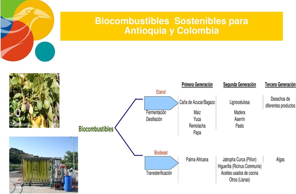 Desechos de diferentes productos Biodiesel Extracción Tranesterificación Palma Africana Jatropha Curca (Piñon) Algas