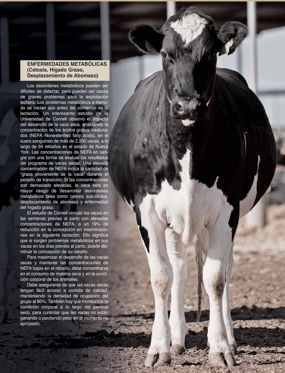 Un interesante estudio de la Universidad de Cornell observó el impacto del desarrollo de la vaca seca, analizando la concentración de los ácidos grasos insaturados (NEFA.