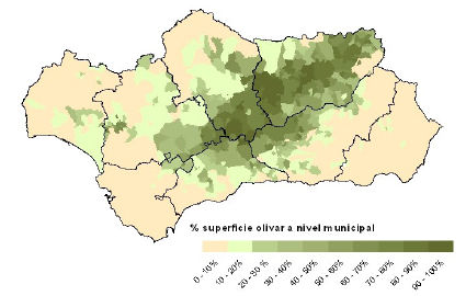 DATOS BÁSICOS DEL OLIVAR ANDALUZ La superficie de olivar en Andalucía alcanza 1.516.343 hectáreas. El eje del olivar lo conforman Jaén, Córdoba, Granada, Málaga y Sevilla.