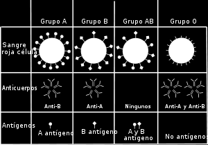Presencia en la membrana de eritrocitos de moléculas que actúan como antígenos introducidas en organismos que no las posean desencadena formación de anticuerpos que reaccionan específicamente contra