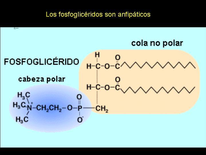 Fosfoacilglicéridos: funciones biológicas Los fosfoacilglicéridos tienen