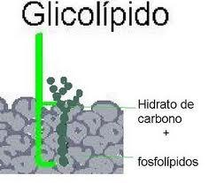 Glucolípidos Esfingosina + acido graso + carbohidrato Son lípidos complejos que se caracterizan por poseer un glúcido.
