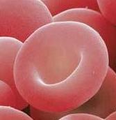 Glóbulos rojos: Cantidad: 4,2 4,9 millones/mm3 Hematocrito (Hct) Forma: H: