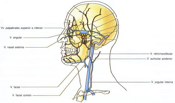 Origen Trayectoria Terminación Área drenada desciende por el borde lateral de la nariz y recibe las v. nasal externa y palpebral inferior de la v.