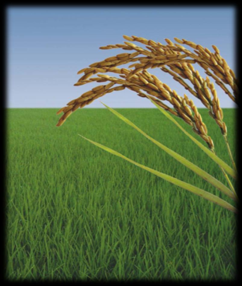 Viper + Clincher VIPER MAX: La mejor opción contra hierbas difíciles > Mezcla de los herbicidas líderes > Doble acción > Listo para usar Contra Echinochloa y