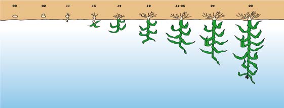 Procedimientos para la aplicación de Cropmax En cultivos de grano Inicio de macolla Final de macolla Inicio de la fase de espigación En el maíz 10 a 12 hojas 1 l/ha 8 a 9