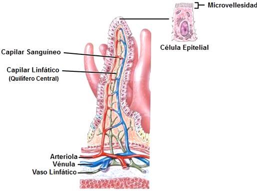 Absorción de los nutrientes Cuando el jugo digestivo ha degradado los nutrientes, son absorbidos por las células del intestino delgado.