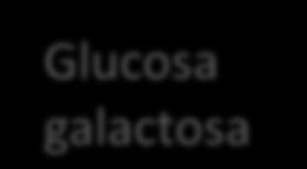 Seguiría la absorción Glucosa galactosa enterocito microvellsoidad Fructosa usa otro
