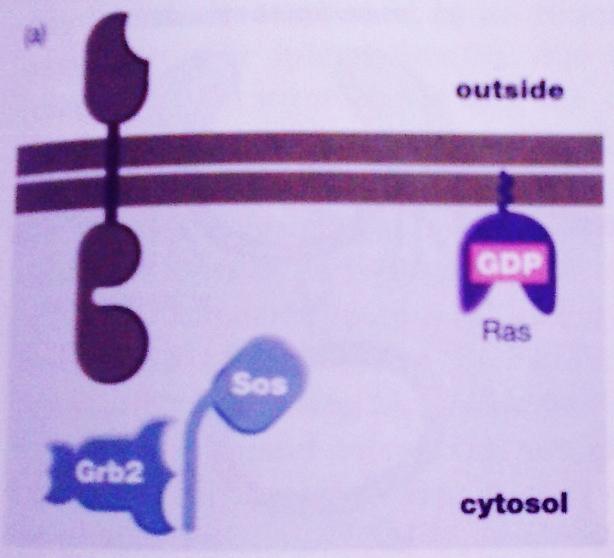 Ras está unido a membrana a través de una cola lipídica Sos es